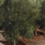 IMAGE 2026-03-16 23:03:52